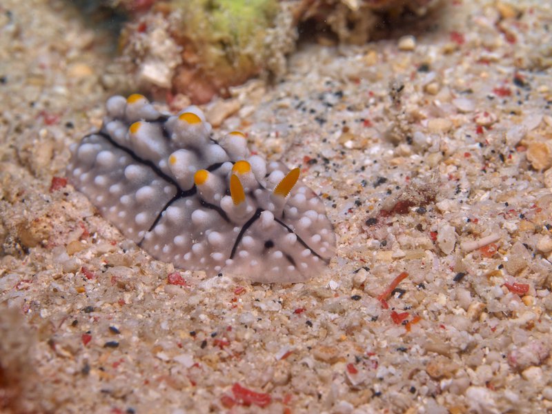 Wart slug, Bounty